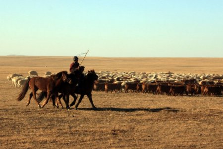 Туслах малчдын хөдөлмөрлөх эрхийн асуудал хөндөгдөж байна