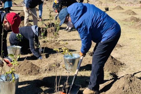ЗАСГИЙН ГАЗРЫН ХЭРЭГ ЭРХЛЭХ ГАЗРЫН ХАМТ ОЛОН МОД ТАРИЛАА