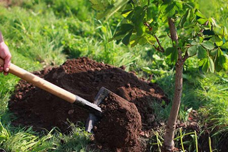 Гачуурт дахь ус хангамжийн эх үүсвэрийн хамгаалалтын бүсэд мод тарилаа