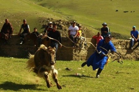 “Монгол сарлаг” фестиваль болно