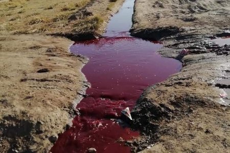 Бохирын цооног нь бөглөрсөн мал нядалгааны газруудын үйл ажиллааг зогсоолоо