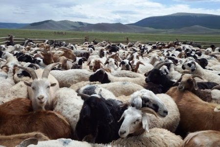 Standards aimed at increasing the competitiveness of Mongolian livestock products in the world market have been approved.