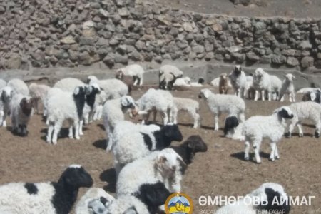 ӨМНӨГОВЬ АЙМГИЙН МАЛ АЖ АХУЙН САЛБАРЫН ХАВАРЖИЛТЫН ЦАГ ҮЕИЙН МЭДЭЭЛЭЛ
