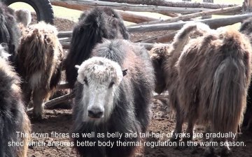 Yak combing/Сарлагийн хөөвөр