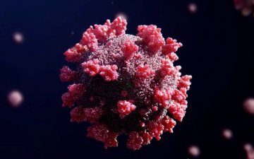 Гадаадаас ирсэн иргэдийн анхны шинжилгээ сөрөг гарсан ч дөрөв дэх хоног дээрээ эерэг гарах тохиолдол байна