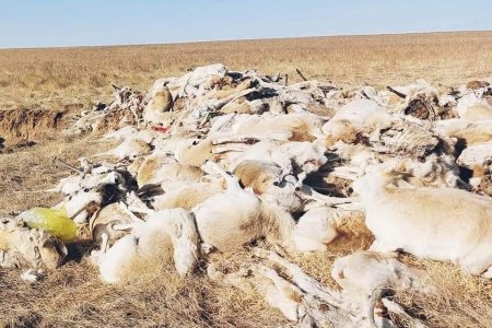 БОАЖЯ: Урьдчилсан байдлаар 300 зээрийн сэг зэмийг илрүүлсэн