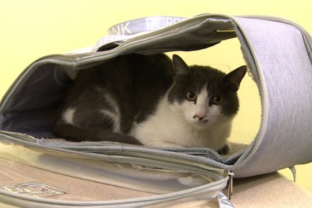 Замбараагүй үржлээс шалтгаалж олон нохой, муур хөлдөж үхэж байна