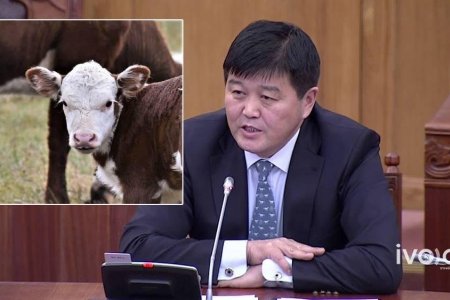 Хүүхдээс 100 мянган төгрөг харамладаг төр үхэрний ээмгэнд 13 тэрбумыг зарцуулна гэв