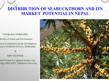 DISTRIBUTION OF SEABUCKTHORN AND ITS MARKET POTENTIAL IN NEPAL