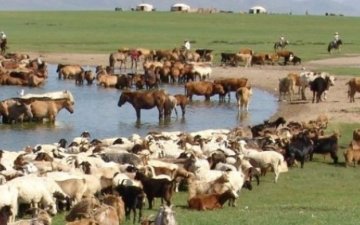 Малын тоо, толгой урьдчилсан байдлаар 70.9 саяд хүрлээ
