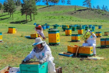 Монгол Улс жилд 300 гаруй тонн зөгийн бал хураадаг