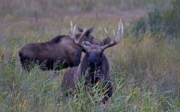 Autumn wildlife watching trip to Numrug strictly protected area, Eastern Mongolia. 