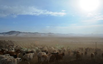 Бэлчээр нутаг дуусахын цагт их нүүдэл хаашаа чиглэх вэ …