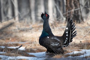 Classic birding tour of Mongolia: Gobi desert, steppe lakes and Taiga