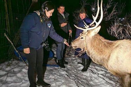Гурван настай Борхүү бугыг Богдхан ууланд нутагшуулахаар Тайны аманд хүргэжээ