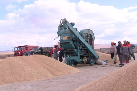 2023 онд 369 мянган га талбайд улаанбуудай тариална