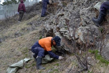 Ойн хөнөөлт, хортон шавжийн устгал явагдах тул ойд зорчихгүй байхыг анхааруулж байна