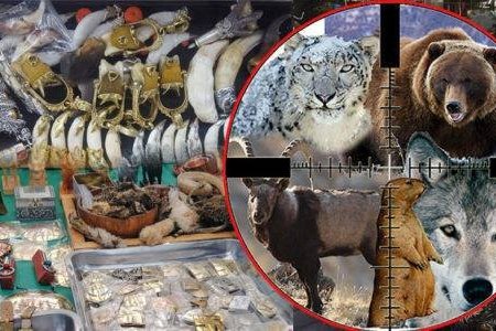 Тарваган тахлаас урьдчилан сэргийлэх үзлэг, тандалт 60 хоног үргэлжилнэ