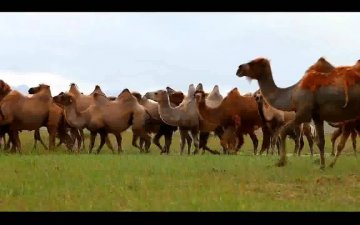 Бэлчээрийн доройтол салаа замын уулзварт