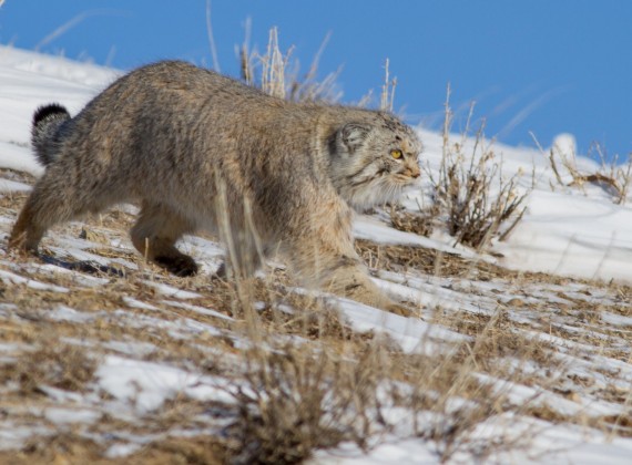 Winter mammal and birding tour