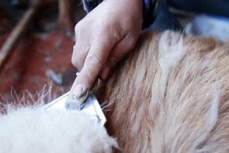 НЭГ КИЛОГРАММ НООЛУУРАНД 20 МЯНГАН ТӨГРӨГИЙН УРАМШУУЛАЛ ОЛГОХ УИХ-ЫН ТОГТООЛЫГ БАТАЛЛАА