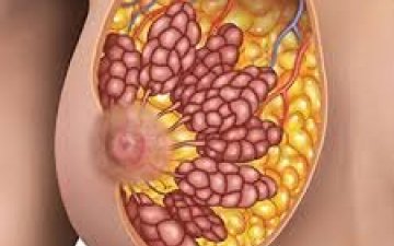 Хөх горьдсон үед хөхний эхо хийлгэж,идээлсэн эсэхийг шалгуулах хэрэгтэй