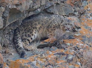 Snow Leopard Tour