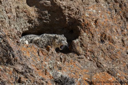 A World Record of 8 Snow Leopards seen in Mongolia