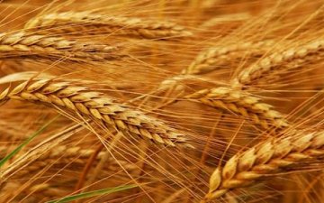 Энэ жил дотоодын төмсний хэрэгцээг бүрэн хангаж чадна