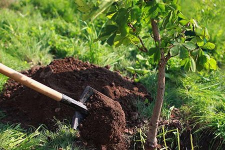 Гачуурт дахь ус хангамжийн эх үүсвэрийн хамгаалалтын бүсэд мод тарилаа