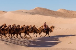 Best tour of Gobi desert and Central Mongolia (14 Days)