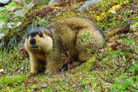 Увс аймагт тарваган тахал бүртгэгджээ