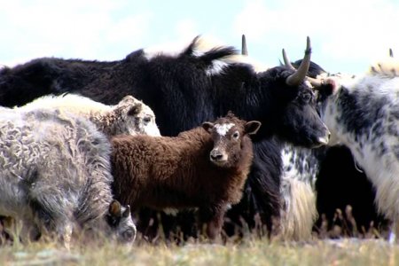 Video training for herders on yak combing/Сарлагийн хөөвөр самнах сургалтын видео