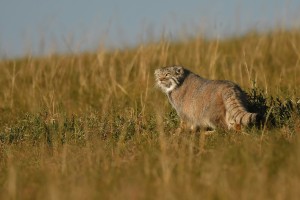 Snow leopard, Pallas’ cat and autumn bird migration watching tour with STARLING Reizen.