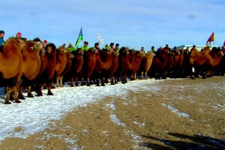 Camel in Mongolian Gobi/