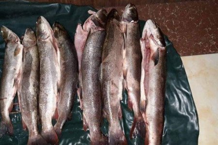 Тул загас тээвэрлэж явсныг илрүүлжээ