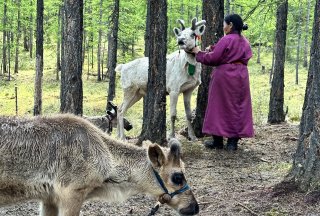 Reindeer herding in Mongolia 