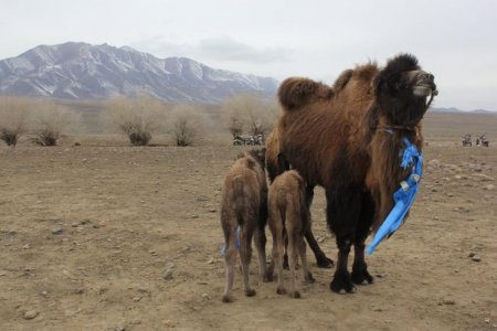 Увс аймгийн Улаангом сумын малчин Б.Түмэнжаргалын хотонд ингэ ихэрлэжээ