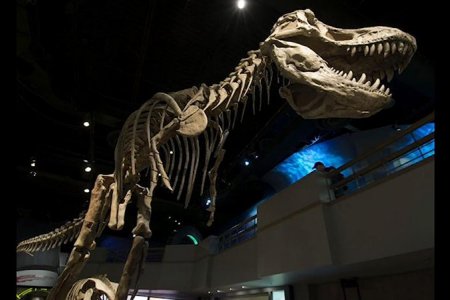 АВАРГА ТОМ ДИНОЗАВРЫН АРАГ ЯС ОЛДЖЭЭ