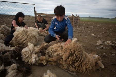 Малчдын нэрийн данс руу ноосны урамшуулал орж эхэллээ