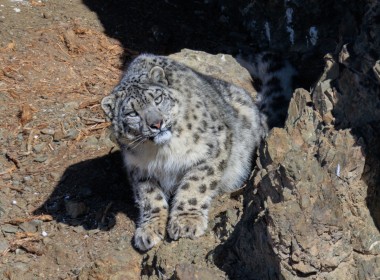 Snow Leopard Tour