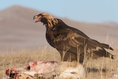 2022 Winter birding blog