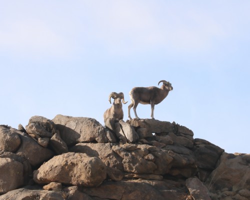 Land of the Argali Sheep