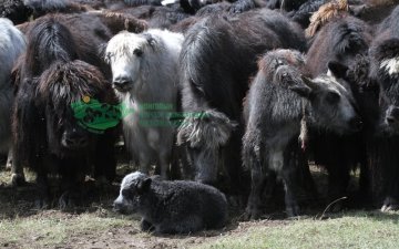 Н.Ёндонсамбуу: Байгальд хамгийн ээлтэй амьдардаг амьтан бол САРЛАГ