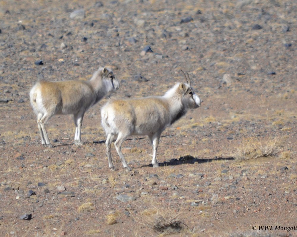 Mongolian Saiga Antelope population reached 5000 