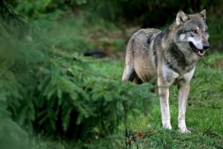 Малчны хот руу чоно дайрч, 13 настай хүүг ноцжээ