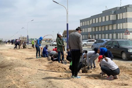 Өмнөговьчууд 88000 суулгацыг тарьж арчилгаа тордолт хийлээ 