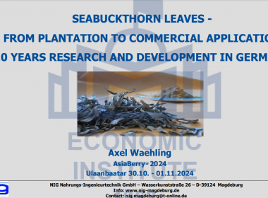 SEABUCKTHORN LEAVES - FROM PLANTATION TO COMMERCIAL APPLICATION 10 YEARS RESEARCH AND DEVELOPMENT IN GERMANY