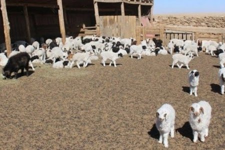 Улсын хэмжээнд 21.1 сая төл бойжиж байна