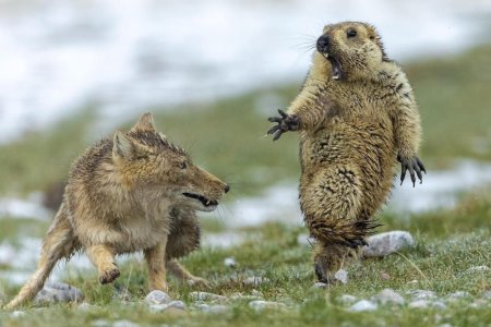 Амьтны эд эрхтэнг эмчилгээнд ашиглахгүй байхыг уриаллаа